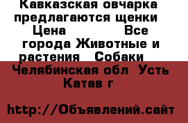 Кавказская овчарка -предлагаются щенки › Цена ­ 20 000 - Все города Животные и растения » Собаки   . Челябинская обл.,Усть-Катав г.